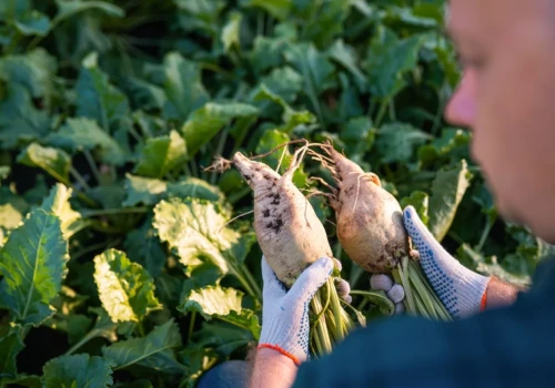 Plantatorzy buraków cukrowych są załamani. Najnowszy raport nie zostawia złudzeń
