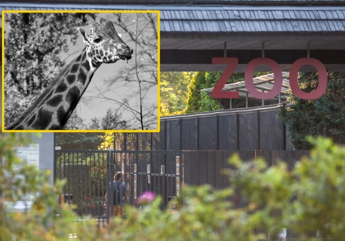 Smutna wiadomość z krakowskiego zoo. Nie żyje żyrafa Denar