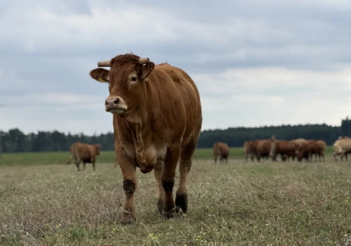 27 zł/kg za byki U klasowe. Podaż bydła nadal ogranicza rynek