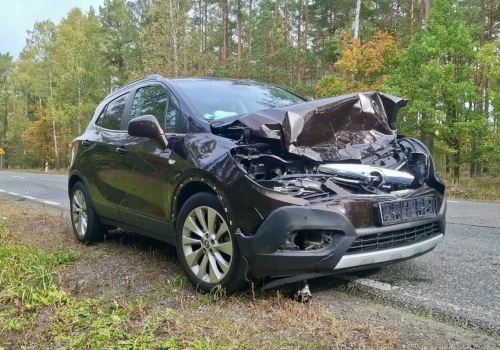 Dzikie zwierzęta nie znają przepisów. Kierowco, zachowaj czujność!