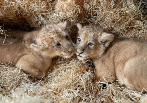 Wielki sukces hodowlany! Po ponad 20 latach w łódzkim zoo ponownie urodziły się lwy azjatyckie