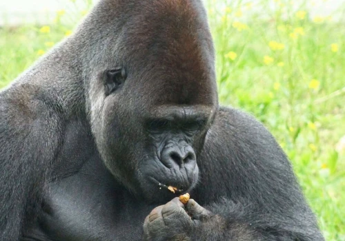 Mieszkańcy odpowiedzieli na apel ZOO. Zwierzęta mają już pełne zapasy
