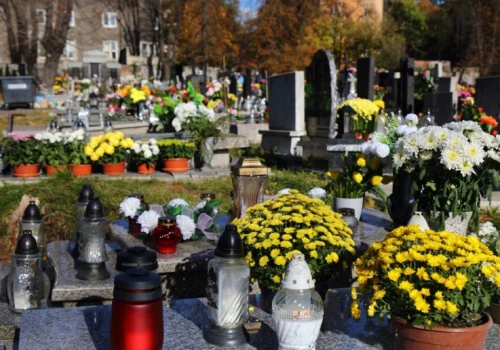 Chryzantemy dłużej postoją na grobie. Wystarczy jeden prosty zabieg