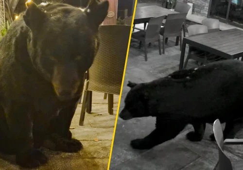 Uchwycili dużego niedźwiedzia w restauracji w USA. 