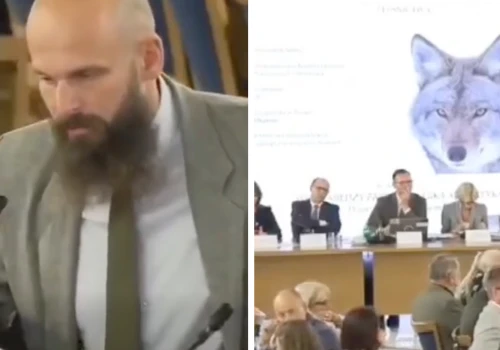 Mieli rozmawiać o wilkach. Na grafice pojawił się kojot. „Co jest, co jest?”