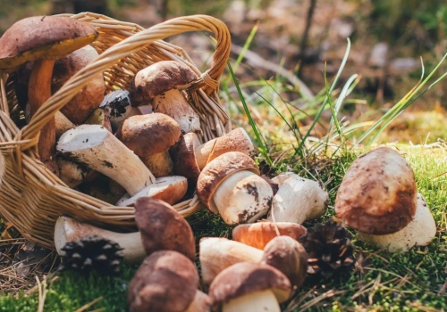 40 borowików w jednym koszyku. W tych lasach grzybów jest teraz najwięcej