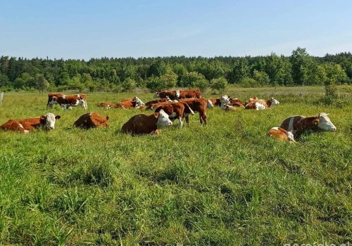 ARiMR daje do 150 tys. zł na inwestycje. Hodowcy bydła i świń mogą już składać wnioski