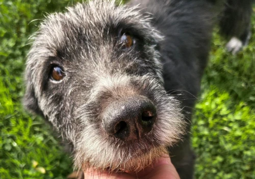 Żył w strasznych warunkach. Teraz czeka na adopcję
