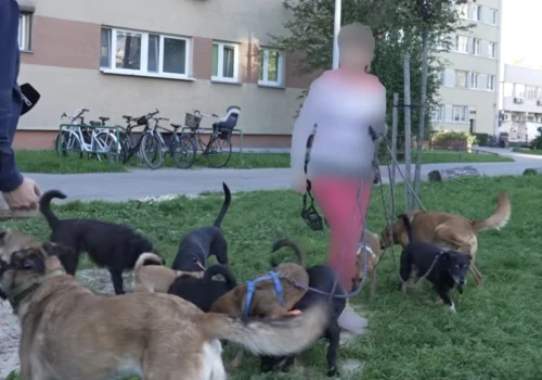 Kobieta trzyma 25 psów w małym mieszkaniu na Mokotowie. 'Dla mnie psy są ważniejsze niż sąsiedzi'