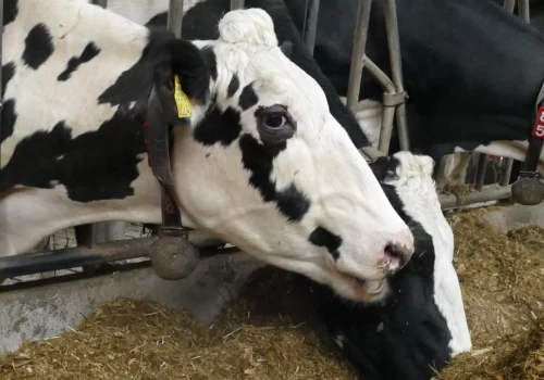 Było 18 krów, zostało 7. Na Ukrainie małe gospodarstwa mleczne znikają