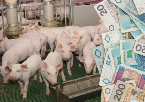 Ile kosztują prosięta? Nawet 150 zł mniej za sztukę niż rok temu