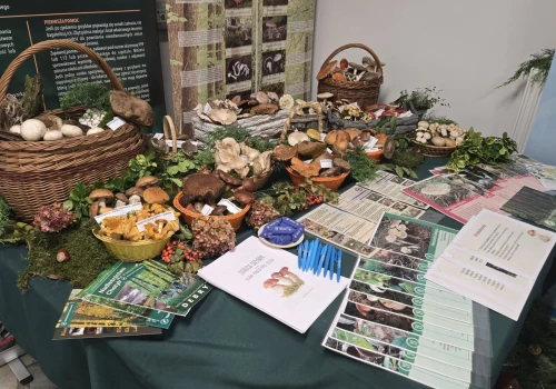 Grzyby pod lupą. Sanepid w Lubelskiem organizuje wystawy i uczy, jak uniknąć zatrucia