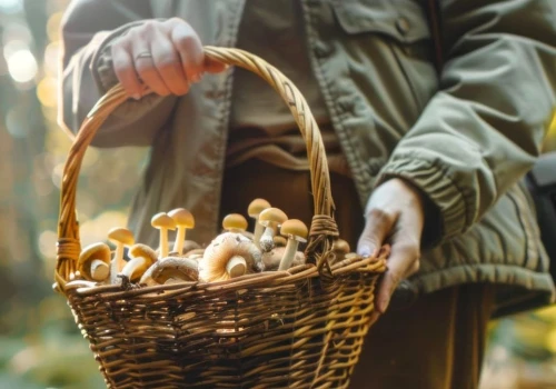 Zatrucie grzybami może zniszczyć wątrobę. Liczy się szybka reakcja