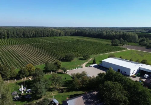 Dziś produkują nawet 60 000 butelek wina rocznie, a zaczynali od 2 ha winorośli