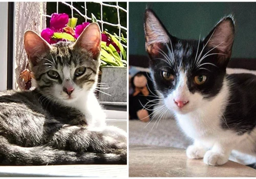 Pięciomiesięczne kocie rodzeństwo poleca się do adopcji