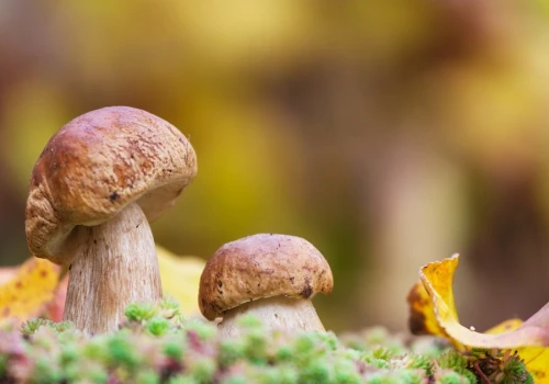 Spotkanie dla Grzybiarzy. Najpierw rozmowy, później wyprawa do lasu