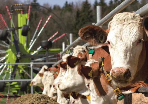 Nawet 150 tys. zł na poprawę dobrostanu bydła i świń. Można już składać wnioski