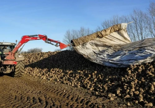KGS proponuje 26 euro za tonę buraków. Plantatorzy wyliczyli aż 3500 zł straty z hektara