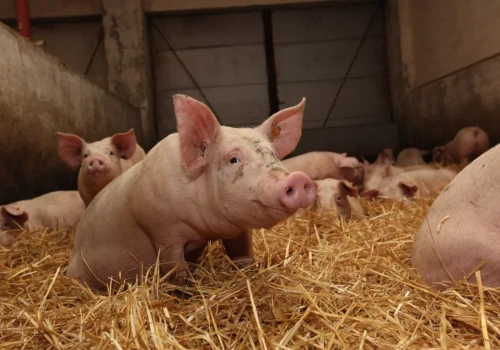 Ceny tuczników w UE nadal niskie. Dane o kosztach produkcji niepokojące
