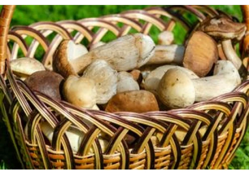 W tych miejscach obrodzi grzybami. Warto przygotować ogromne kosze, idąc do lasu