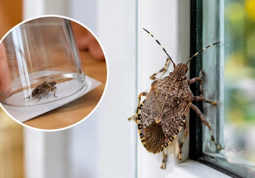 Wchodzą do domów przez okna. Pod żadnym pozorem ich nie zgniataj