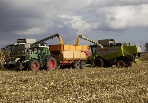 Jedni koszą 10 ton kukurydzy, inni tylko 3,5. Ile dziś płacą skupy?