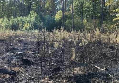 Ponad doba walki z pożarem lasu. Ogień strawił 2,63 hektara młodych drzew