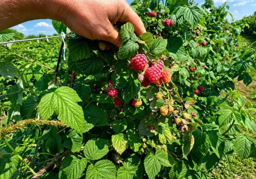 Maliny wciąż dobrze płacą. Na skupie do 19,50 zł/kg