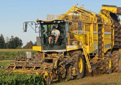 Mniej ton z hektara, ale więcej cukru. Nowe informacje z kampanii buraczanej