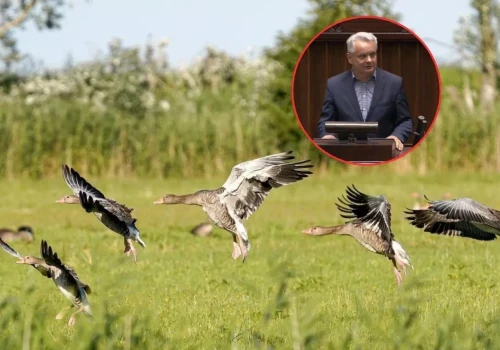 Rolnicy dostaną rekompensaty za zniszczone pola? Sejm zdecydował
