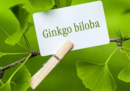 Niesamowite korzyści ponad 1400-letniego drzewa Ginkgo biloba