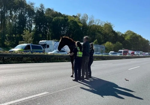O kopyto od tragedii. Koń biegał po autostradzie