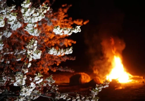 „Ceny są podłe, a nastroje jeszcze gorsze”. Sadownicy czekają na prawdziwą pomoc, nie obietnice