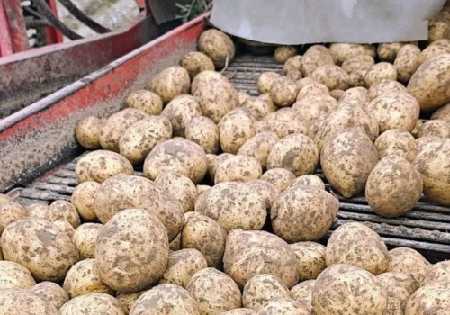 Ziemniaki po 50 gr/kg. Jeden rolnik zarabia, drugi liczy straty. Jak idą wykopki 2026?