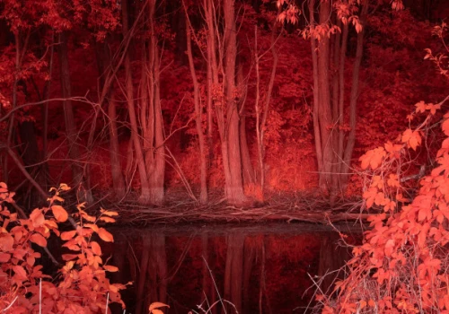 Człowiek i natura w czasach kryzysu klimatycznego. Nowy projekt Michała Adamskiego do zobaczenia we Wrocławiu