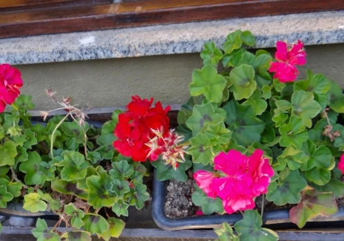 Niemiecka metoda na zimowanie pelargonii. Wiszą „do góry nogami”