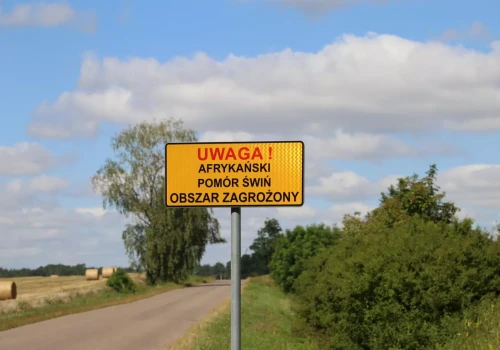 Powiat leszczyński nadal w różowej strefie ASF. GIW złoży wniosek w listopadzie