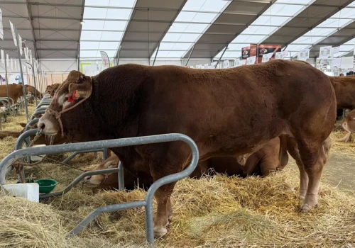 24 rasy, 2000 sztuk bydła, a limousin królową tegorocznych targów