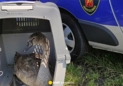 Chory łabędź przy Kanale Żerańskim. Strażnicy ruszyli na pomoc