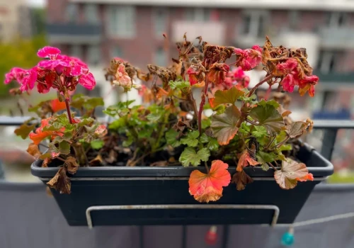 Nie wyrzucaj pelargonii po sezonie. Zaoszczędzisz wiosną