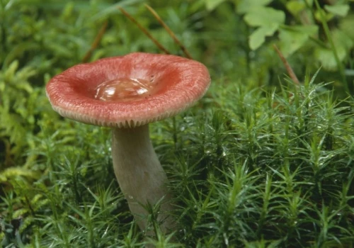 Wygląda jak trujący muchomor, a uchodzi za przysmak. Wielu omija go w lesie