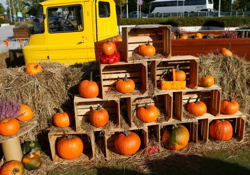 Farma Dyń wraca do Libero Katowice. Będzie labirynt, Halloween i atrakcje dla dzieci