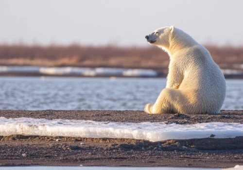 Ocean State Report 2026. Arktyka traci lód, a europejskie morza biją rekordy ciepła