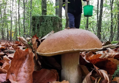 Październikowy wysyp grzybów zaskakuje. Urodzaj na południu Polski