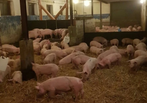 Ceny świń w Polsce w październiku przestały spadać. Żywiec od 4 zł/kg