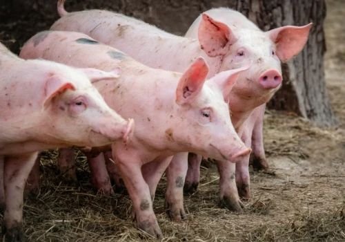 Polska hodowla świń znów w odwrocie. W miesiąc zniknęły setki stad