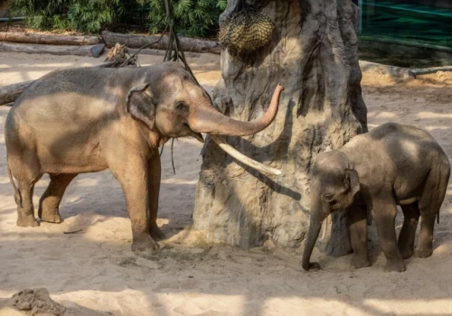 W Orientarium łódzkiego ZOO powstaje Afrykańska Sawanna. Zwierzętom ma być wygodniej