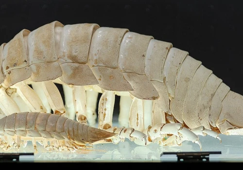 Gigant z muzealnej szuflady. Okazało się, że to nowy gatunek