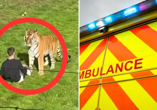 Mężczyzna zginął po tym, jak wskoczył do wybiegu dla tygrysów w zoo w Yorkshire