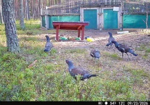 Głuszce wypuszczone na wolność, ale do lasu im niespieszno. Wciąż wracają do swojej bazy
